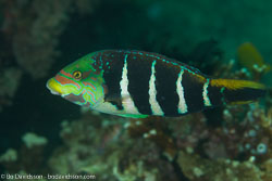 BD-110315-Puerto-Galera-3617-Hemigymnus-fasciatus-(Bloch.-1792)-[Barred-thicklip].jpg